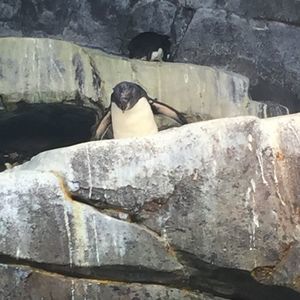 Meet your Posher, Diego